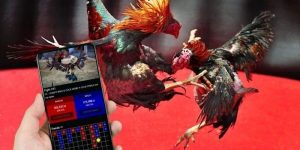 Đá Gà Cựa Sắt – Sân Chơi Hấp Dẫn Dành Cho Các Tay Chơi Đam Mê