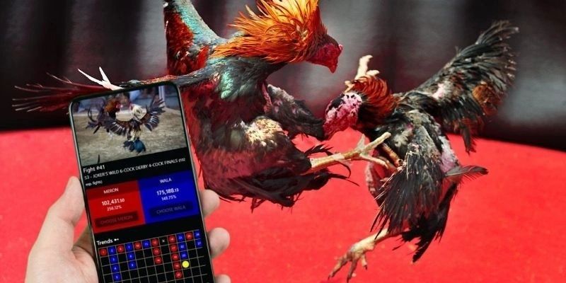 Chiến thuật và kỹ năng chơi đá gà cựa sắt hiệu quả